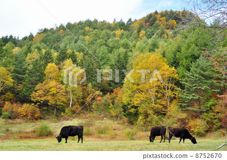 2013秋季山田牧場 8752670