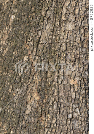 柿子樹皮 柿子樹皮 8752925