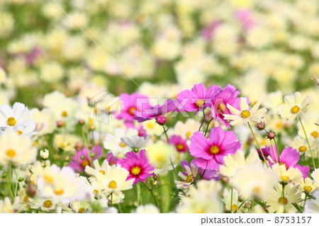 Kyo Fujiwara Cosmos field Kyo Fujiwara Cosmos field 8753157