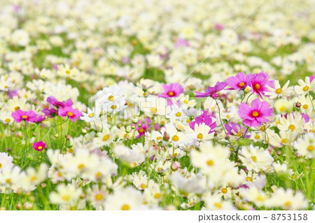Kyo Fujiwara Cosmos field Kyo Fujiwara Cosmos field 8753158