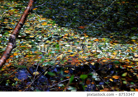 Kamikochi Fallen fallen on the surface of the water 8753347