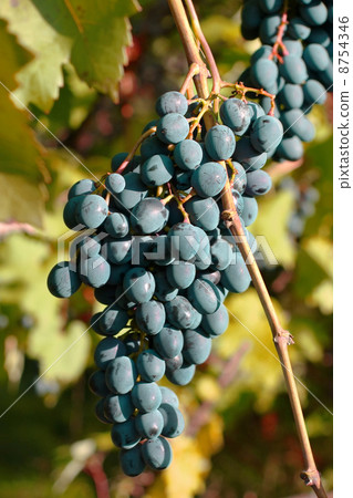 Blue ripe grape on a branch. 8754346