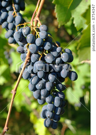 Blue ripe grape on a branch. 8754347