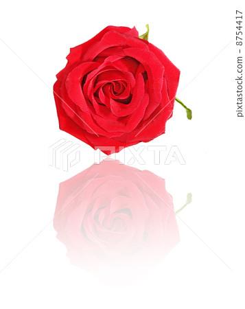 Red rose with reflection. Red rose with reflection. 8754417