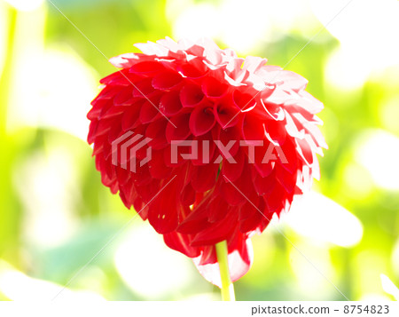 Flame sphere red flower 8754823