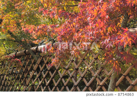 京都京都禪寺 8754863