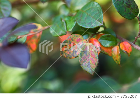 Autumn leaves of Tokiwamansaku 8755207