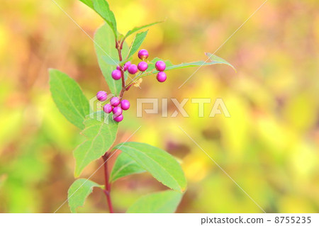 Purple fruit of Komurasaki 8755235