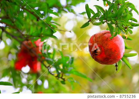 Pomegranate red fruit Pomegranate red fruit 8755236