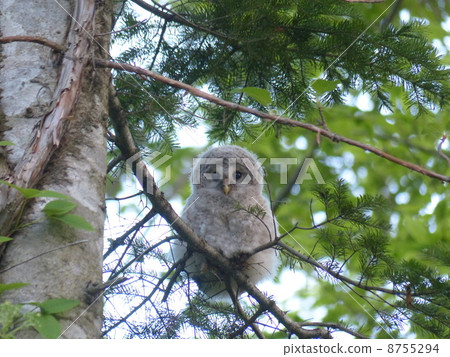 Ezo Owl Clipper Hina 8755294