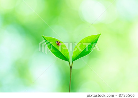 Futaba and a parasitoid 8755505