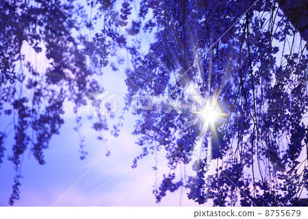 丸山公園的枝條櫻花 8755679