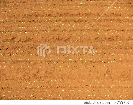 Sakae-ku field soil of Yokohama-shi, Kanagawa prefecture 8755792