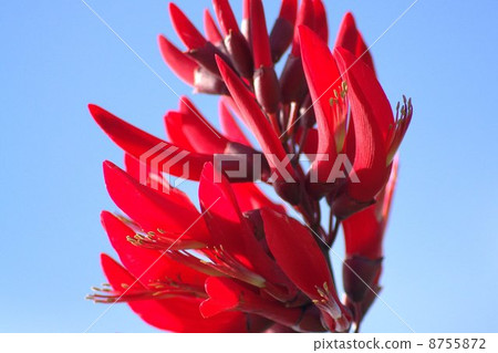 珊瑚莖(deigo) 珊瑚莖(deigo) 8755872