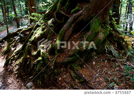 Tree of Kamikochi Tree of Kamikochi 8755887