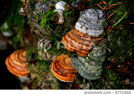 Kamikochi mushroom Kamikochi mushroom 8755888