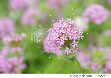 Phopsis Still Rosa 8755936