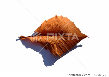 Morning dew and dead leaves Morning dew and dead leaves 8756172