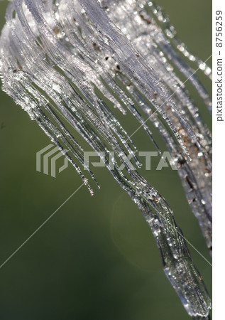 升起的霜柱 升起的霜柱 8756259