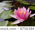 Lotus 8756384