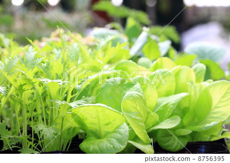 Mizuna, seedlings of salads 8756395