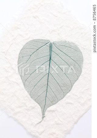 日本紙和葉子 8756465