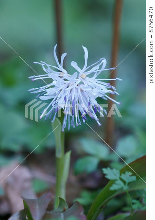 I'm calling you bamboo hakama. 8756470