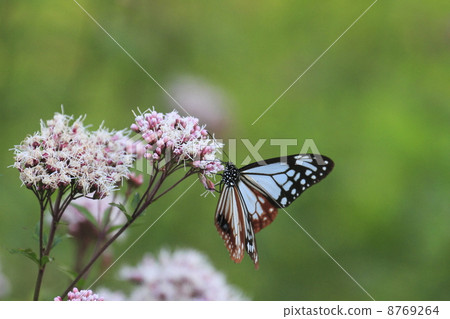 Asagi madara Asagi madara 8769264