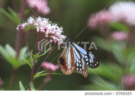 Asagi madara Asagi madara 8769265