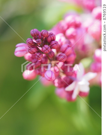 丁香的芽 8769519