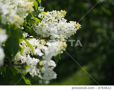 Lilac 8769822
