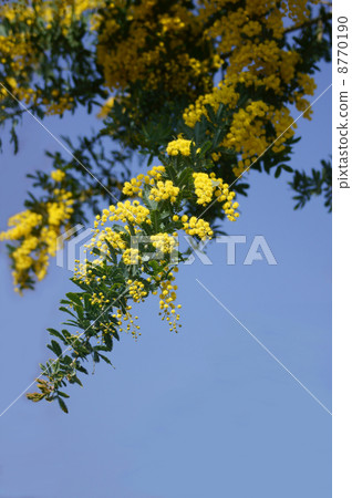 Silver leaf acacia aka Mimosa 8770190