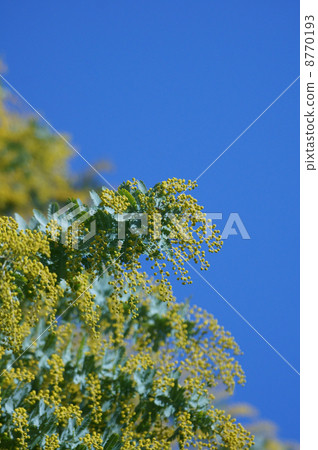 Silver leaf acacia aka Mimosa 8770193