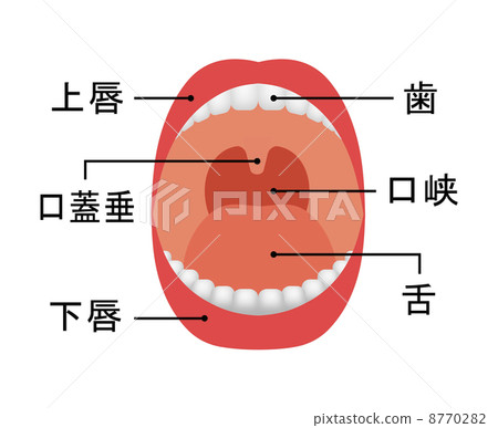 Oral cavity 8770282