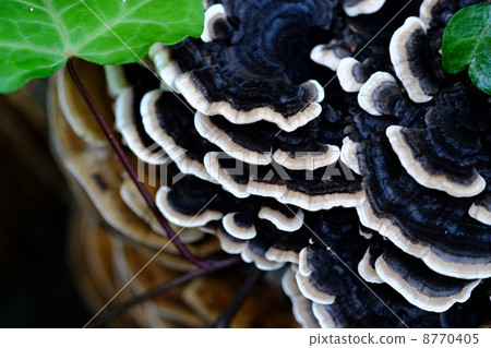 Kawaratake下雨後下雨 8770405