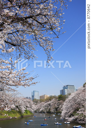 Cherry tree full-bloomed Chidorigafuchi Park Cherry tree full-bloomed Chidorigafuchi Park 8770642