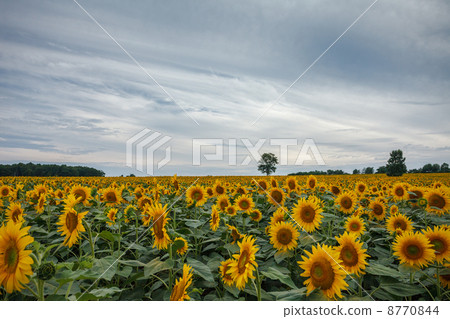 多雲天氣的向日葵領域 8770844