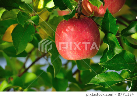 Ringo Aomori Ringo Aomori 8771154