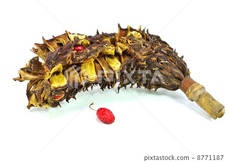 Eccentric tree nuts - Ripe fruit of Honoki · Horizontal position 8771187