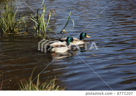two mallard on water 8771207