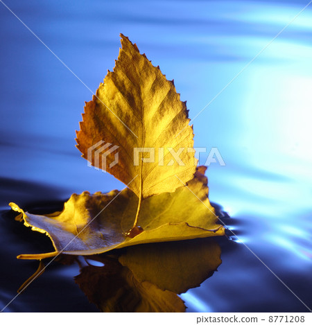 leaf ship in blue water 8771208