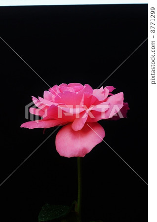 花卉背景素材·粉色玫瑰單輪·黑色背面垂直位置 花卉背景素材·粉色玫瑰單輪·黑色背面垂直位置 8771299