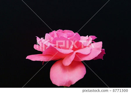 花卉背景材料·粉紅玫瑰單輪·黑背水平位置 8771300