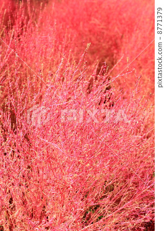 Kokia with red leaves 8771379