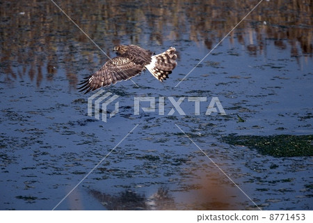 A female blows off 8771453