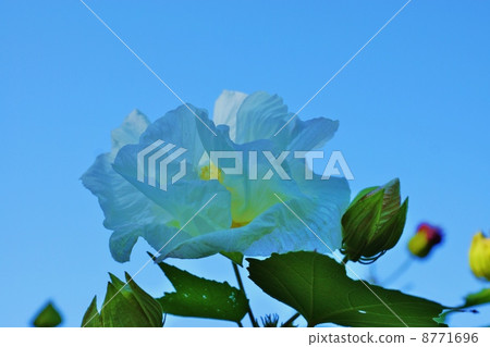 Flower Background Material · Flower of swiftfish receiving color of blue sky · One wheel · blue sky back sideway position 8771696