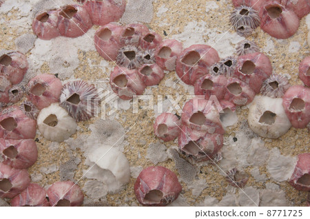Texture of barnacle Texture of barnacle 8771725