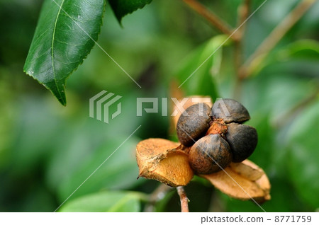 Yabutsubaki fruit Yabutsubaki fruit 8771759