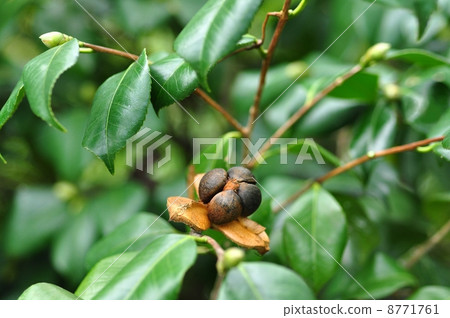 Yabutsubaki fruit Yabutsubaki fruit 8771761