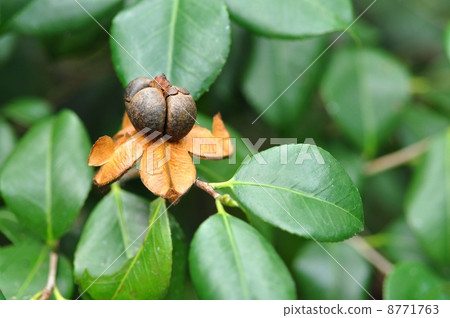 Yabutsubaki fruit Yabutsubaki fruit 8771763